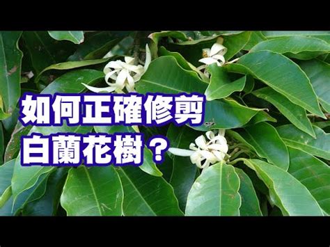 玉蘭花風水|【玉蘭花樹風水】揭開玉蘭花樹風水奧秘：種植禁忌與。